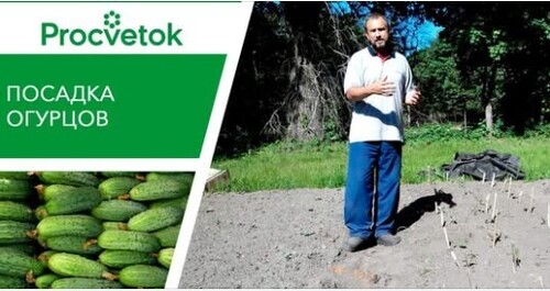 Как сажать огурцы в открытом грунте и на теплой грядке. Посадка огурцов