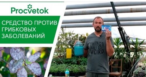 Медьсодержащие фунгициды - медный купорос, бордосская смесь, азофос. Обработка от мучнистой росы