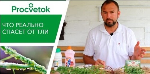 Тля. Как избавиться? Мифы о борьбе с тлей при помощи ромашки, кока-колы, аммиаком
