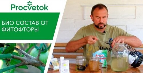 Фитофтора на помидорах. Уход за томатами: болезни томатов и защита растений. Советы дачникам