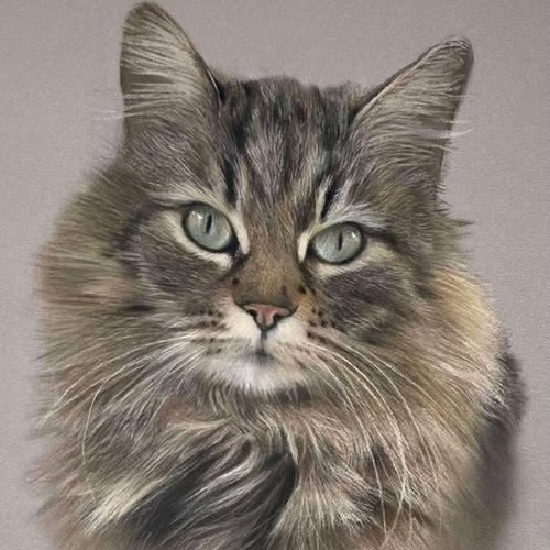 Кот-следопыт