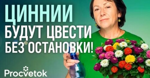 ЦИННИЯ: ОТ СЕМЯН ДО ШИКАРНОГО ЦВЕТЕНИЯ! Эффектный цветок для вашего сада