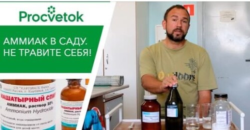 Урожайный огород. Бесполезные советы о нашатырном спирте. Аммиак для растений