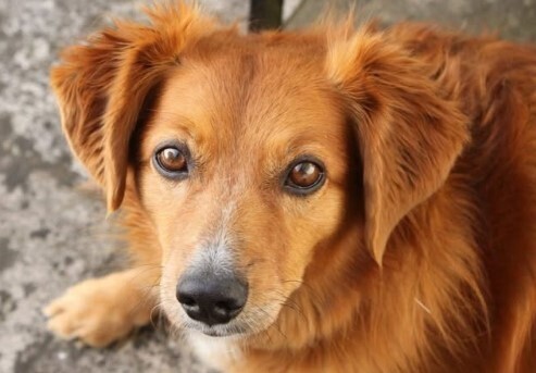 Короткий век