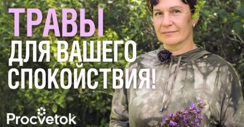 ГЛАВНЫЕ ТРАВЫ ДЛЯ СПОКОЙСТВИЯ И УМИРОТВОРЕНИЯ! Помогут расслабиться, нормализовать давление и сон