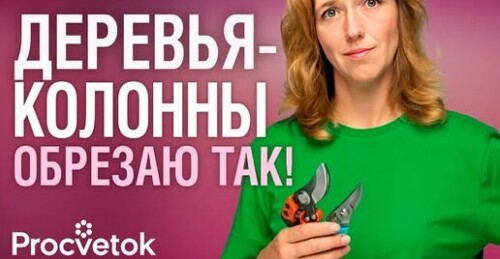 КАК ОБРЕЗАТЬ КОЛОННОВИДНЫЕ ДЕРЕВЬЯ? Подробный мастер-класс по обрезке яблонь, груш, слив