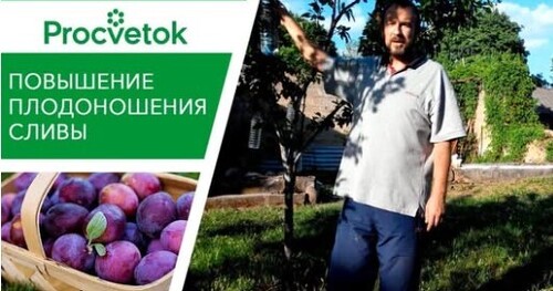 Что делать, если слива не плодоносит