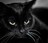 Черный кот