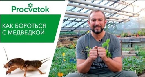 Медведка. Два суперэффективных и экологичных способа избавиться от медведки