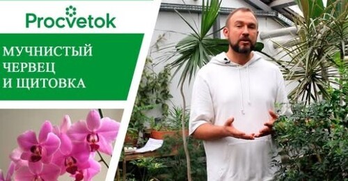 Вредители комнатных растений. Мучнистый червец - как бороться