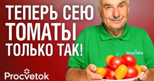 ЖАЛЕЮ, ЧТО РАНЬШЕ НЕ СЕЯЛ ТАК ТОМАТЫ! Растут крепкими, коренастыми и фитофтора им не страшна