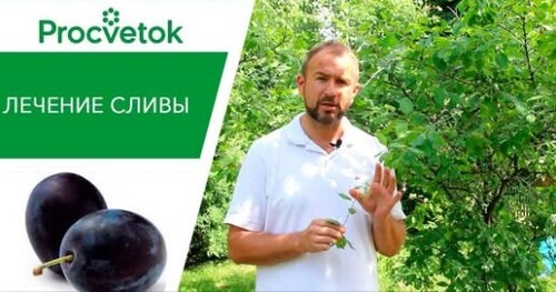 Опасные болезни сливы. Защита сливы от болезней: оспа, шарка, клястероспориоз, монилиоз
