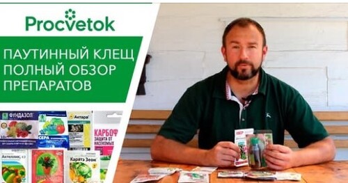 Паутинный клещ. Как обнаружить, как избавиться? Обработка сада и огорода от паутинного клеща