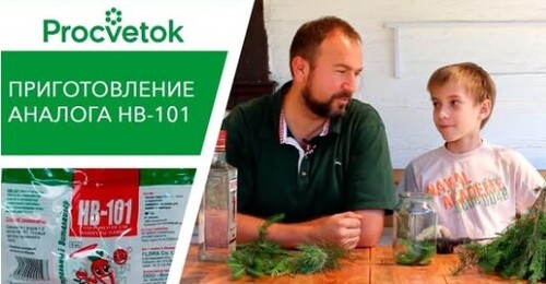 НВ-101 - органический стимулятор роста. Как приготовить аналог HB-101 своими руками