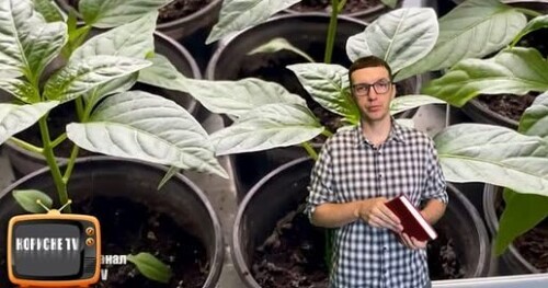 Посійте насіння перцю в ці строки та отримайте гарну розсаду!