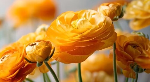 Les Plus Belles Chansons Françaises