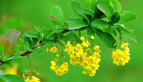 Chanson française années 60 70 80