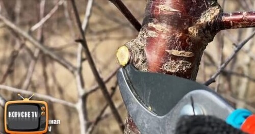 Коли краще за все починати обрізати плодові дерева на вроожай