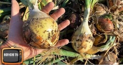 Сіємо цибулю на розсаду, - як виростити велику цибулю з насіння