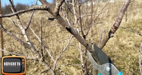 4 правила обрізки яблуні, щоб завжди бути з великим врожаєм