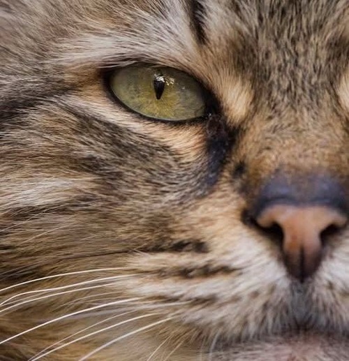 СИДОРОВ И МАУЗЕР