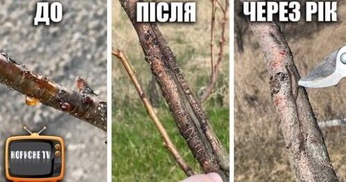 Смола на персику або абрикосі, це лікується дуже просто