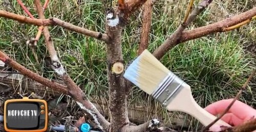 Ніколи не замазуйте цим зрізи на деревах, щоб не нашкодити їм