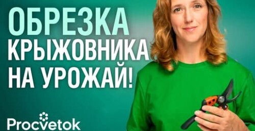 КРЫЖОВНИКА БУДЕТ В 2 РАЗА БОЛЬШЕ при правильной обрезке! Формируем куст крыжовника с биологом