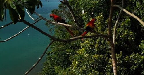 Chansons De Frédéric François