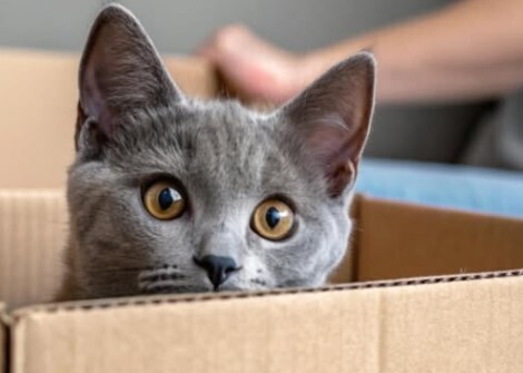 Кошка будет ждать её