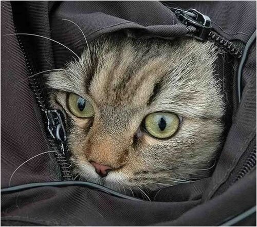 ЧЕБУРЕЧНАЯ