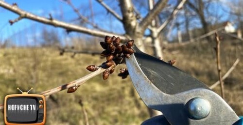 Черешня, простий метод обрізки з результатом