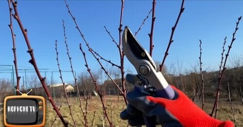 Абрикос буде усипаний плодами після такої обрізки