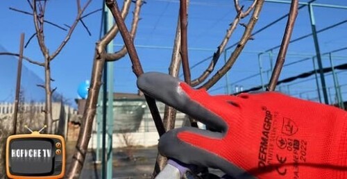 Правила обрізки сливи для стабільно виликого врожаю