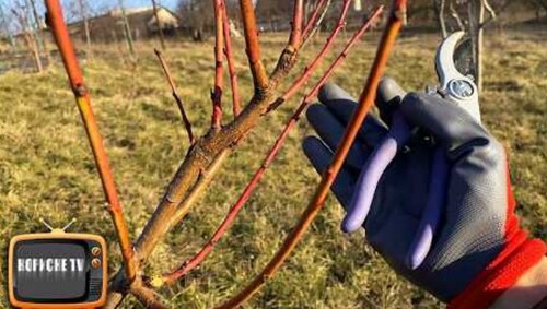 Обрізка персика покроково! Головні правила