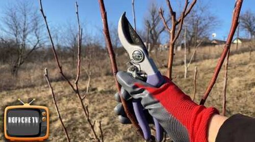 Обрізка груші! Формуємо дерево для збільшення врожаю