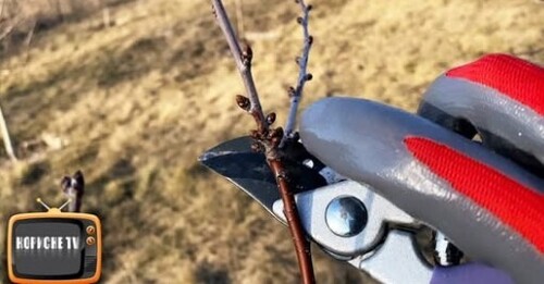 Вишню не обрізаєш? Втрачаєш врожай