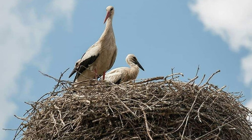 23 березня - День лелек: Прикмети та забобони