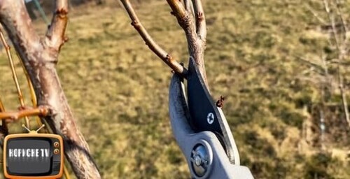 Усі гілки будуть у сливах! Колоновидна слива АНЖЕ