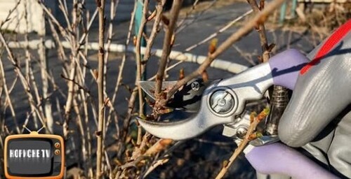 Обріжте так АГРУС! Ягода стане велика та солодка