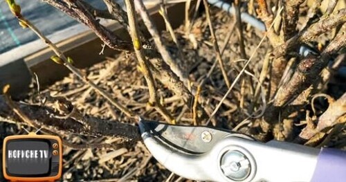 Омолодження смородини і стимуляція на великий врожай