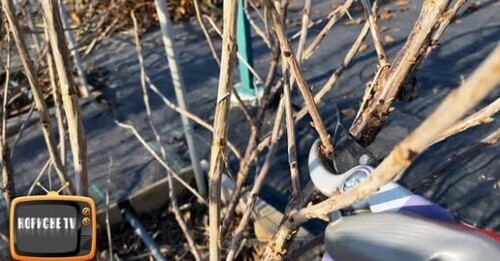 Обріжте так ПОРІЧКУ! Ягода стане велика та солодка