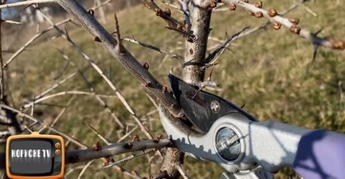 ОБЛІПИХА! Обрізання обліпихи на врожай