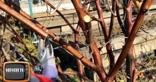 Обріжте так ОЖИНУ! Ягода буде велика та солодка