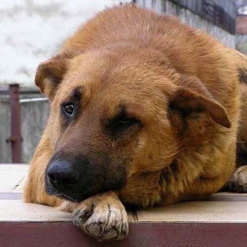 БЕГИ, ХОРОШИЙ, БЕГИ