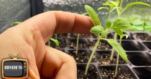 Для росту коріння і від витягування розсади. Перше підживлення