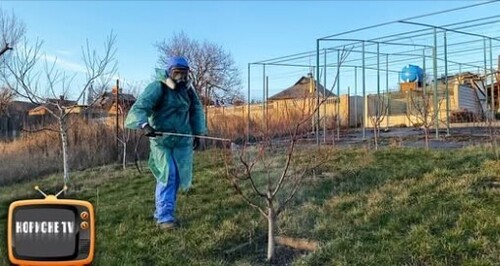 Не пропустіть цю обробку, щоб дерева не хворіли