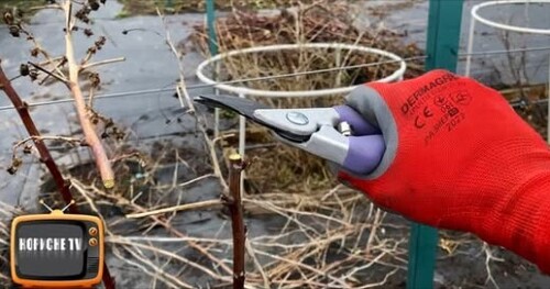 Обріжте так РЕМОНТАНТНУ МАЛИНУ! Врожай буде ранній, а ягода солодка