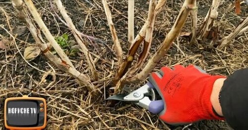 Малину потрібно так обрізати, щоб вона була велика та смачна