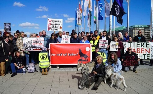 Первый в истории человечества волк получил условное наказание